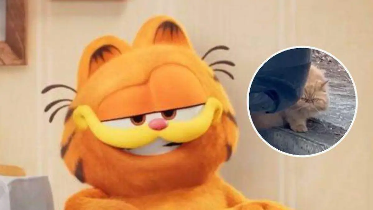 Detectan en Tampico a gato enojado que se parece a Garfield 